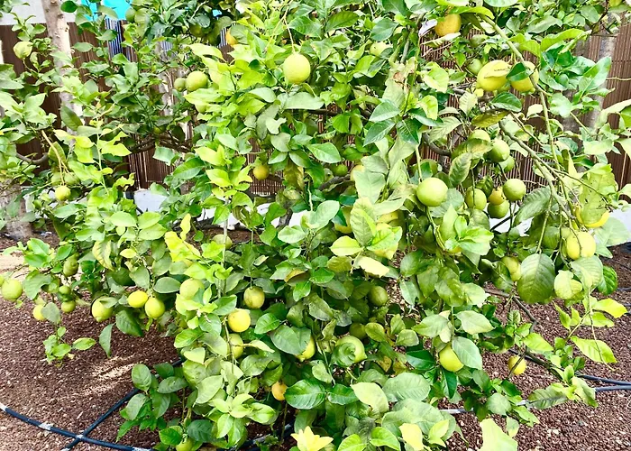 Authentic Canary Style With Private Pool And Garden- Casa Juan Vera